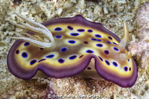 Goniobranchus kunei nudibranch by Jose Maria Abad Ortega 